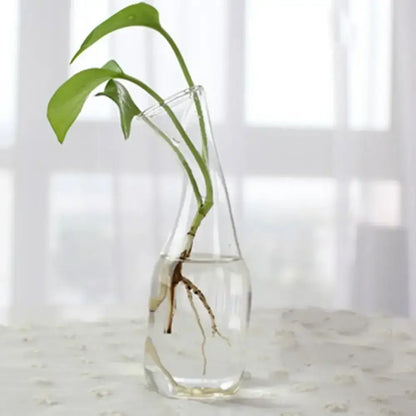 Decorbites modern glass vase terrarium with clear glass holding a green plant with visible roots submerged in water