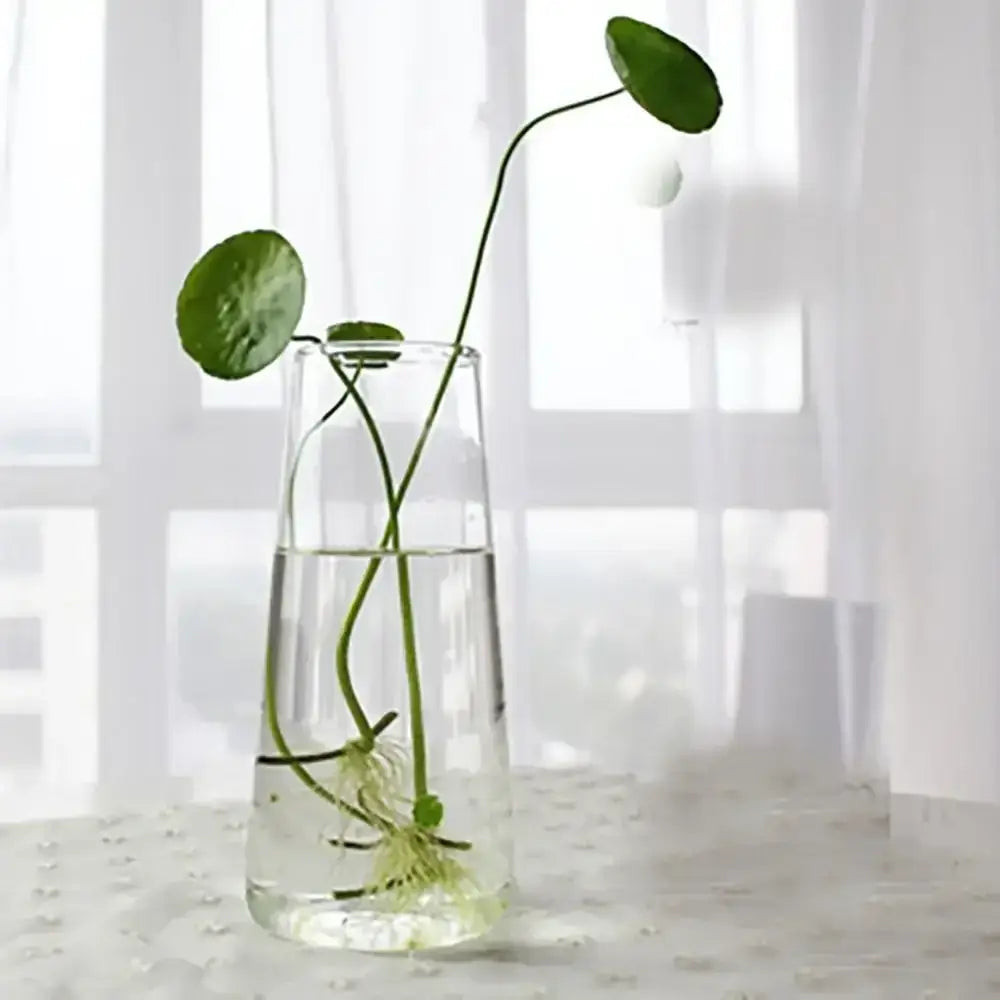 Decorbites™ modern glass vase terrarium holding two green circular leaves on slender stems in clear glass vase terrarium