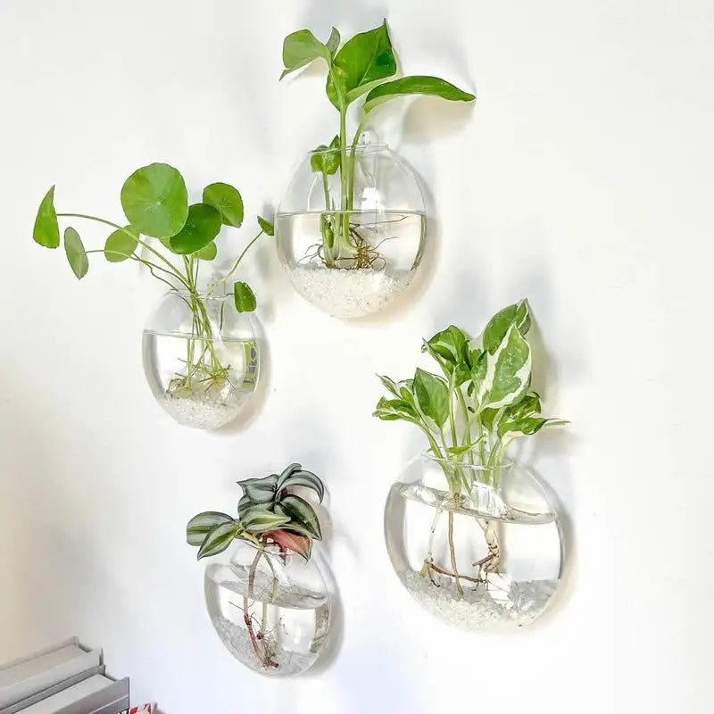 Clear spherical glass modern hanging glass vases by DecorBites holding green leafy plants for home decor