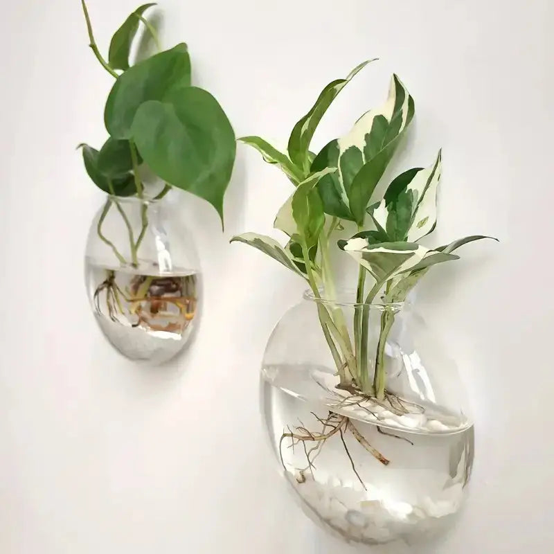 Decorbites™ modern hanging glass wall-mounted planters with visible roots and water for home decor