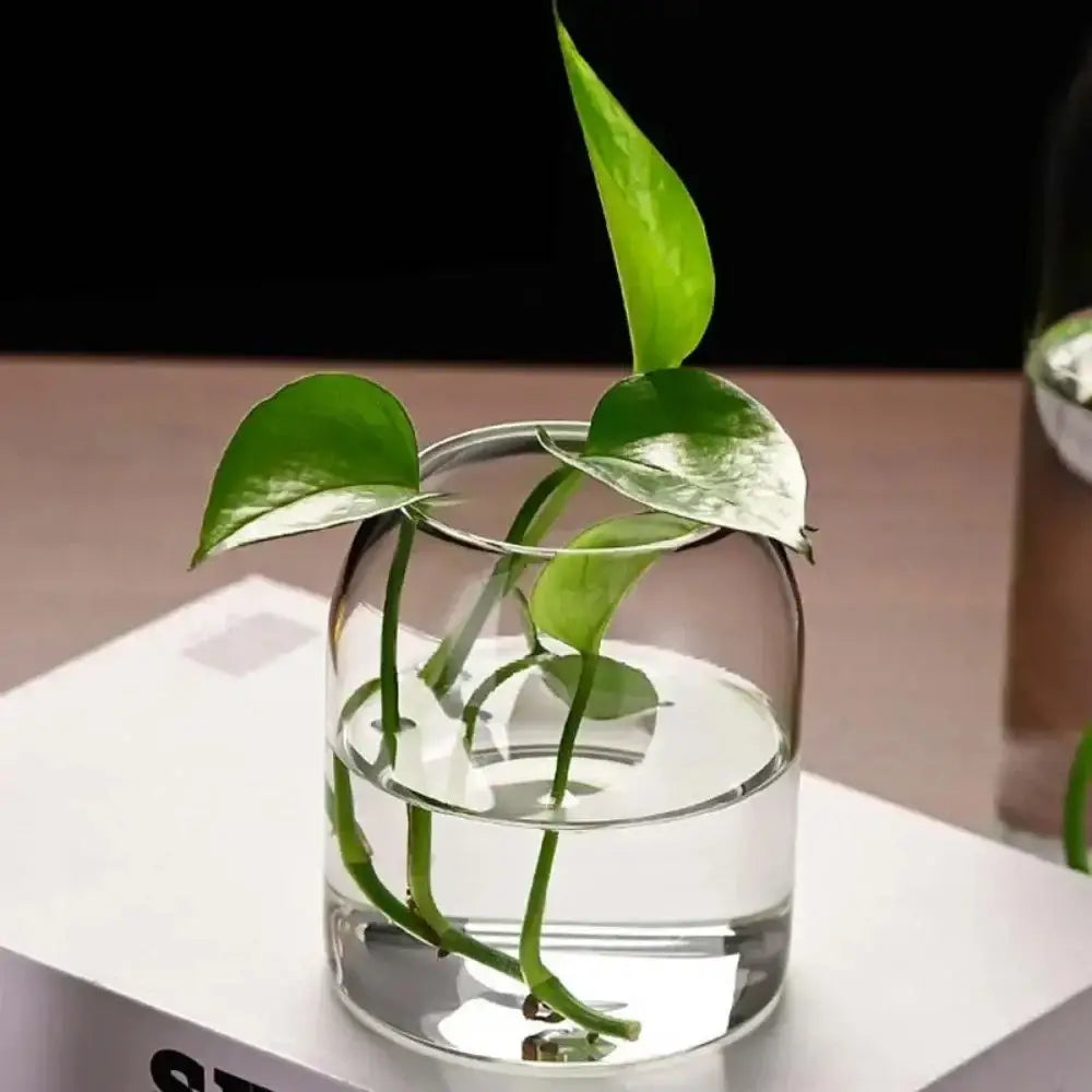 Decorbites modern hydroponic glass flower vase with clear glass bottle holding vibrant green creative hydroponic plant