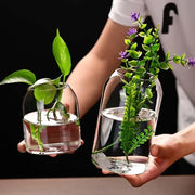 DecorBites™ modern hydroponic glass flower vase set with clear bottles holding green leafy and purple-flowered plants