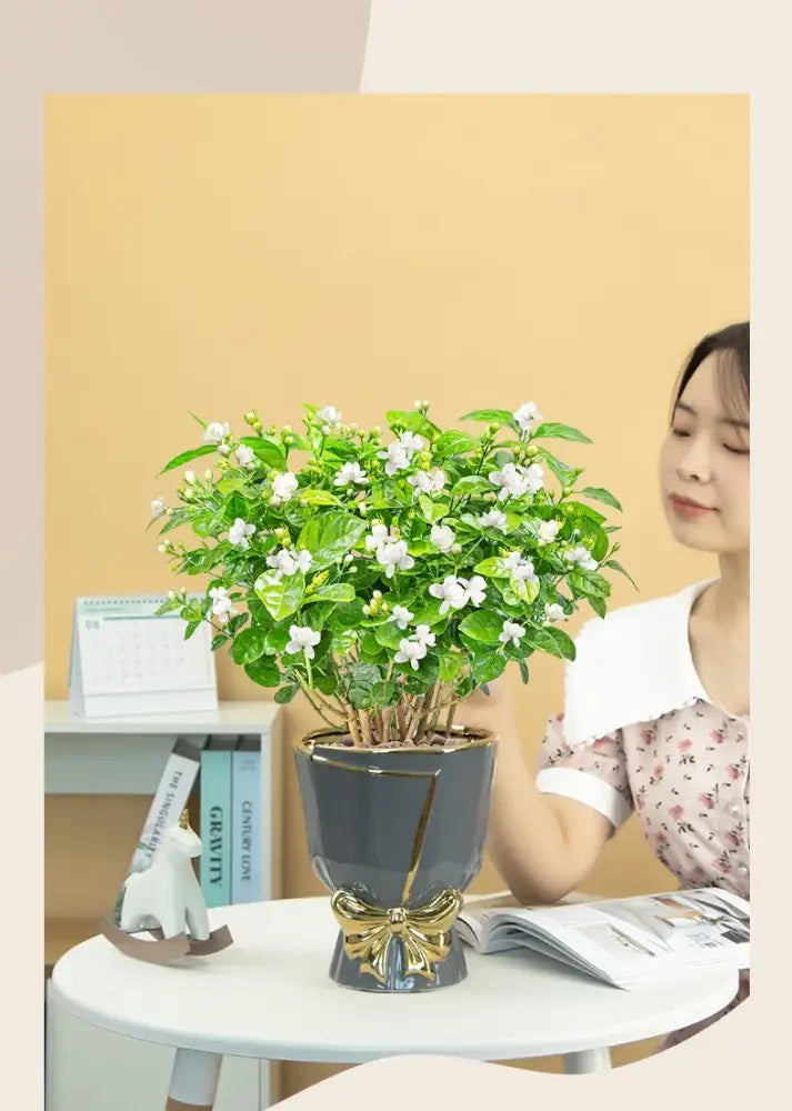 A lush green plant with white flowers in a modern nordic ceramic vase with gold trim for home decor