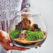 Clear glass ball glass vase with domed lid featuring vibrant green moss ball glass and brown rocks on fine sand for decor
