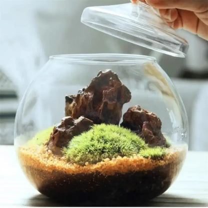 Decorbites moss ball glass vase with clear glass terrarium, layered soil, green moss, and dark brown rocks for desktop decor