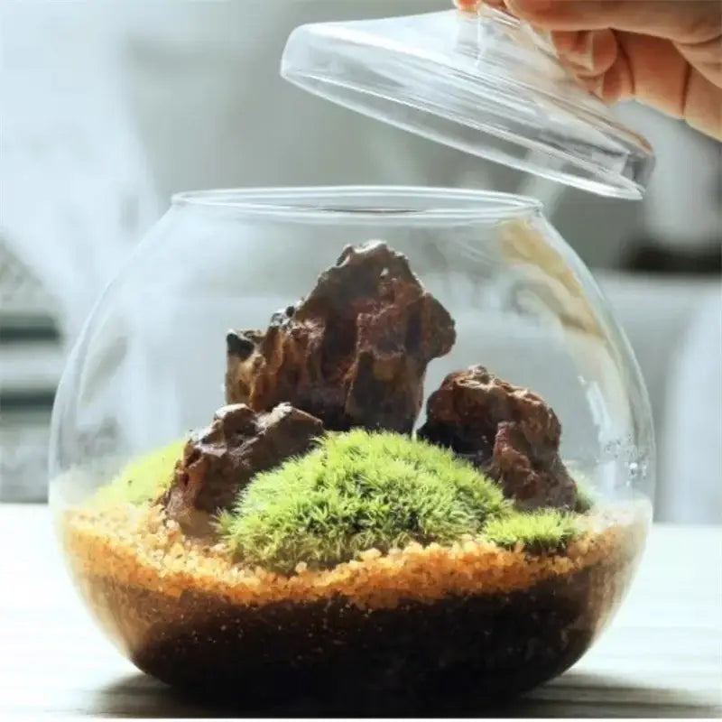 Decorbites moss ball glass vase with clear glass terrarium, layered soil, green moss, and dark brown rocks for desktop decor