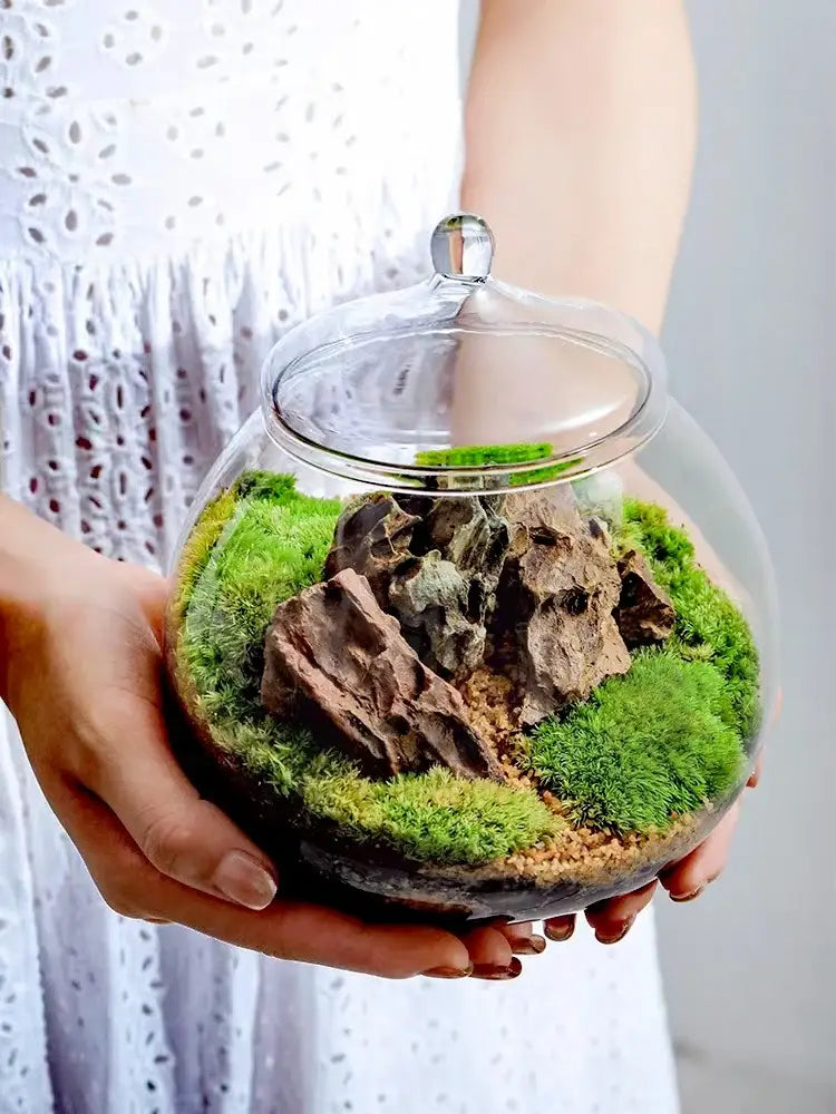 A clear glass vase with a lid featuring green moss and brown rocks in the decorbites moss ball glass desktop decor