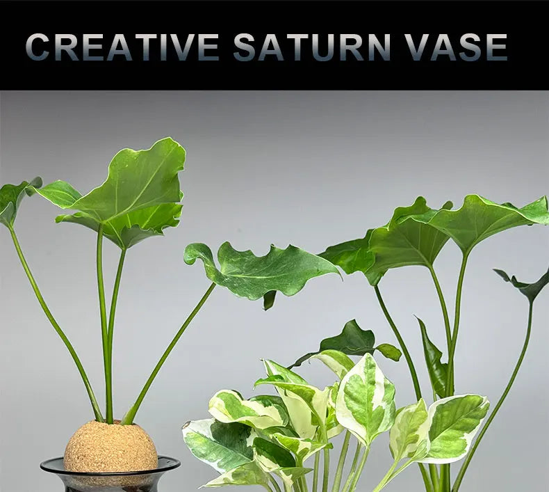 DecorBites™ Nordic Glass Vase for Home Decor - Small Transparent Vase