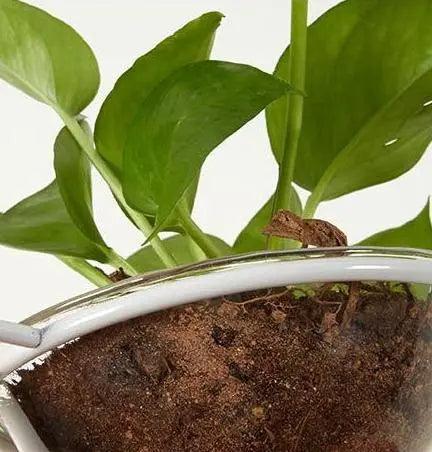 Pot Pendant Planter Light