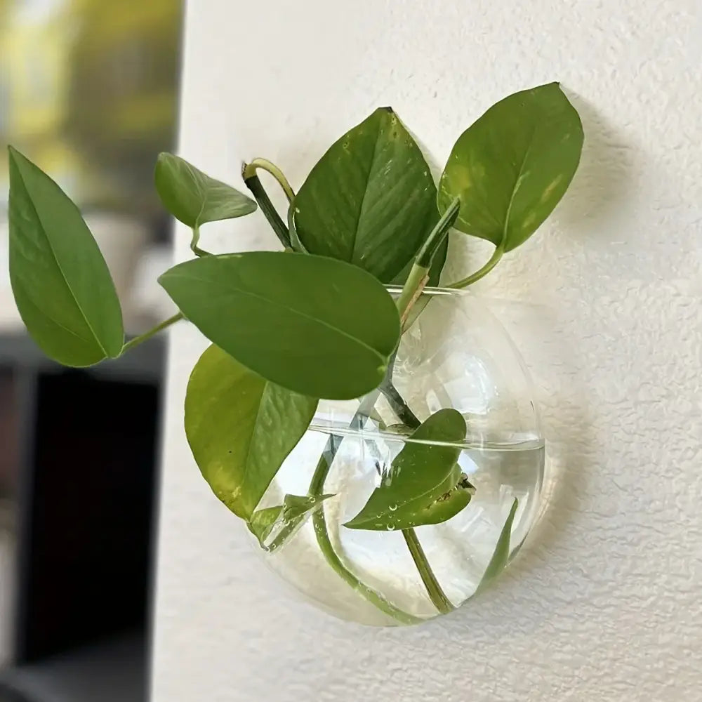 Clear spherical glass terrarium set with vibrant green vine in a self-watering wall-mounted glass planter for home décor