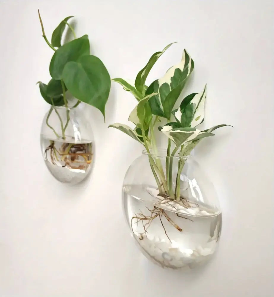 DecorBites™ self-watering glass terrarium set with clear glass wall planters holding green plants and visible roots