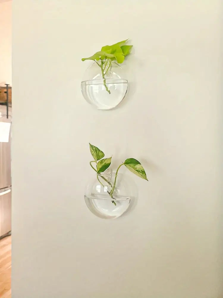 Decorbites™ self-watering glass terrarium set with clear wall-mounted planters holding vibrant green pothos vines
