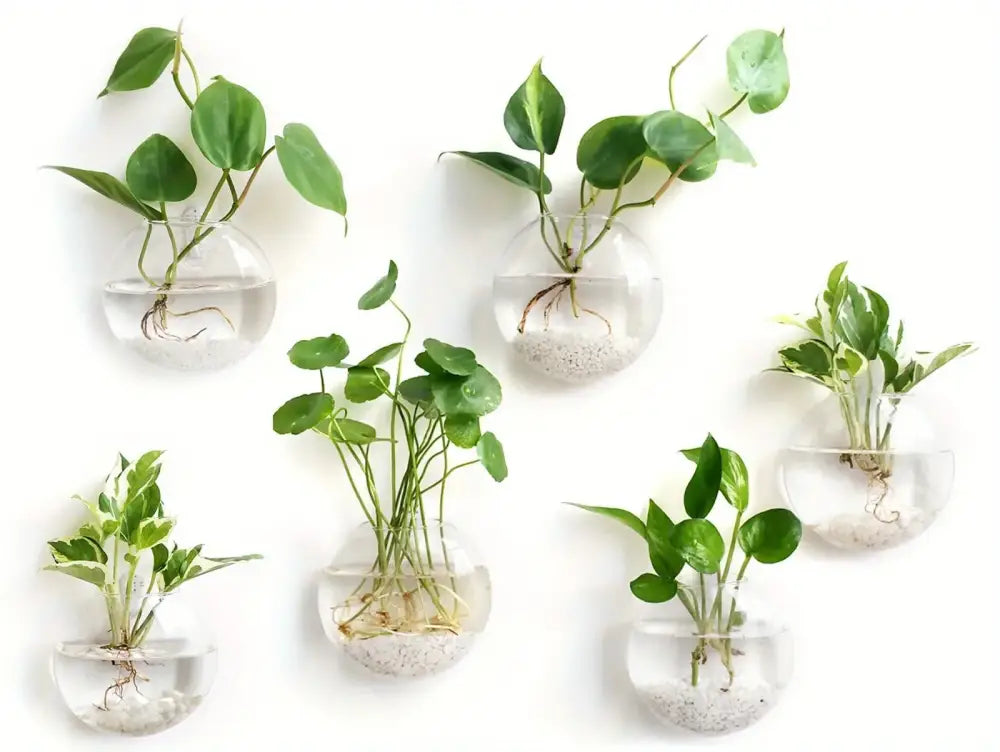 DecorBites™ self-watering glass terrarium set with clear spherical planters holding green plants and white gravel