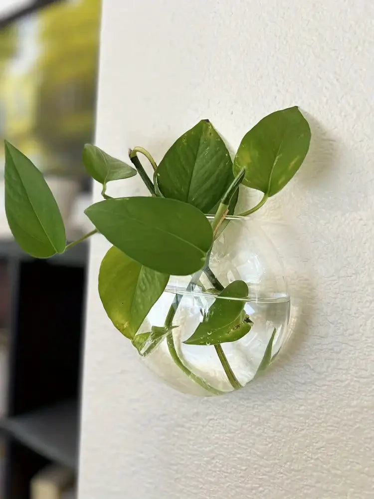 DecorBites™ self-watering glass terrarium set with clear spherical glass planter and vibrant green pothos leaves for home décor
