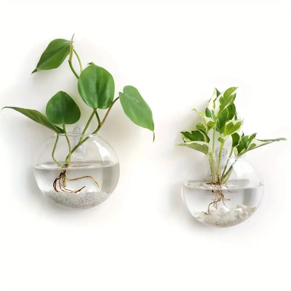 DecorBites™ glass terrarium set with clear spherical planters showing visible roots and lush green foliage for home décor