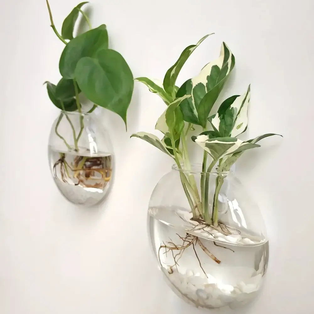 Decorbites self-watering glass terrarium set with clear wall-mounted planters showing roots and green leafy vines
