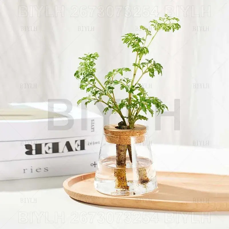 Decorbites™ small transparent glass vase with cork lid holding green leafy plant for home decor display