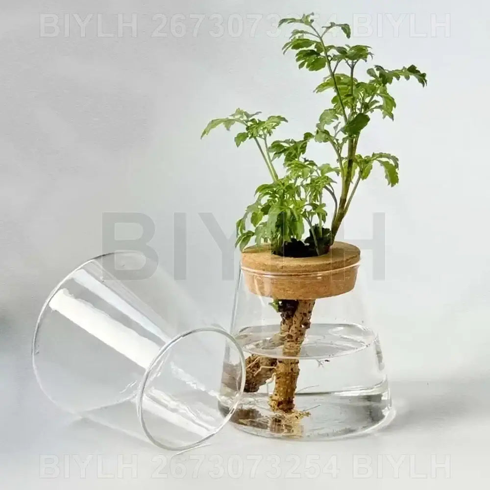 Decorbites™ small transparent glass vase with natural cork lid holding green plant in aquatic root system