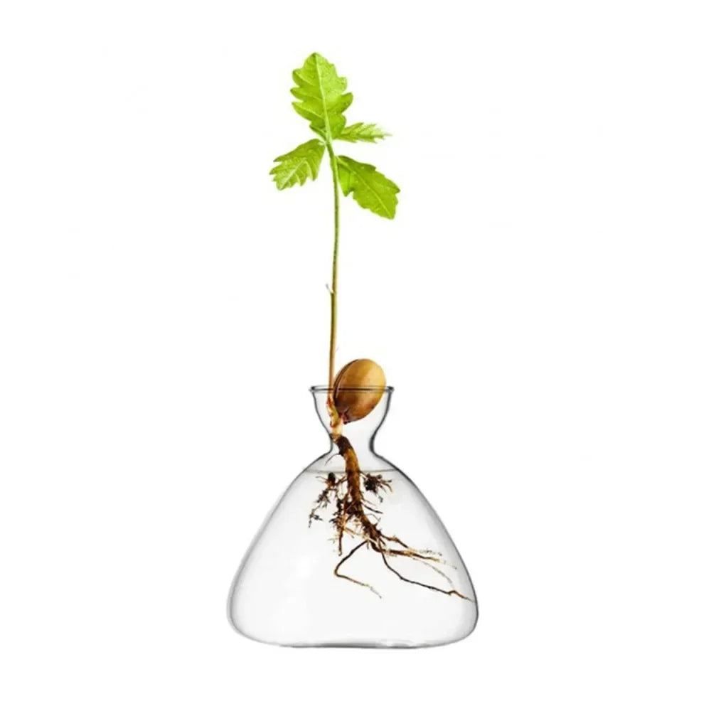 Transparent Avocado Seed Starter Vase - 4 - Vase