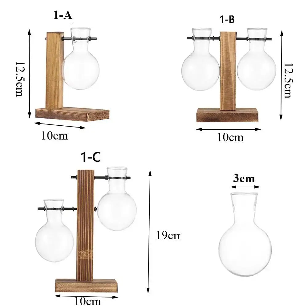 Decorbites transparent glass flasks on rustic wooden stands as an avocado seed starter vase for seed germination