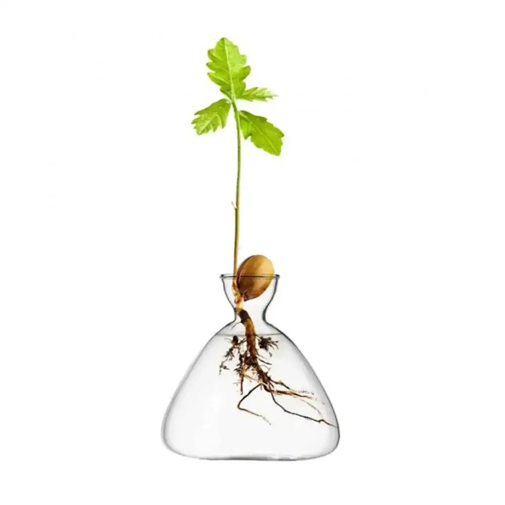 DecorBites transparent glass avocado seed starter vase with a bulbous base holding a young green avocado seed plant