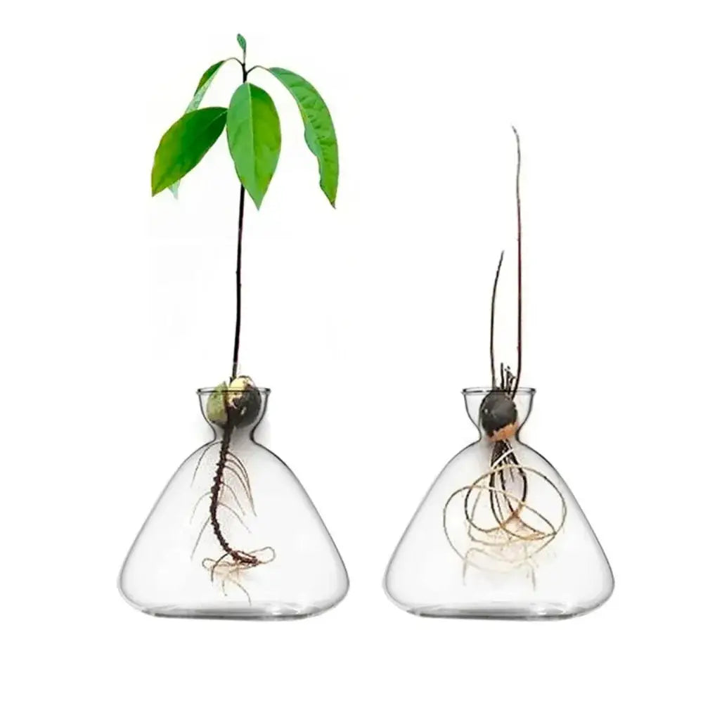 DecorBites transparent glass avocado seed starter vase showing roots and green leaves as an avocado seed grower