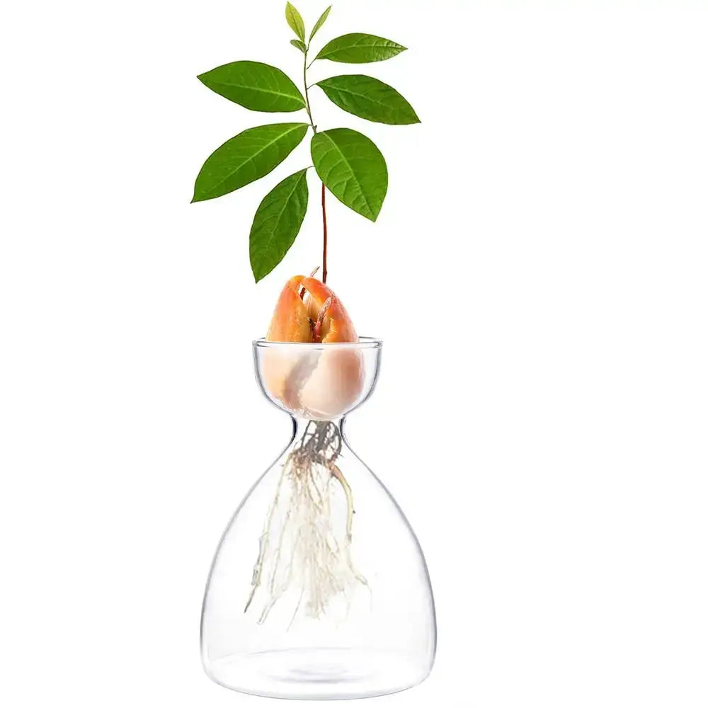 Decorbites™ transparent glass avocado seed starter vase with sprouting green plant and visible roots for seed growing