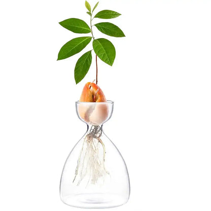 Decorbites™ transparent glass avocado seed starter vase with sprouting green plant and visible roots for seed growing