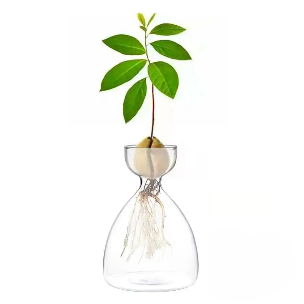 Clear glass DecorBites™ transparent avocado seed starter vase with young green sprout and visible roots for seed starter