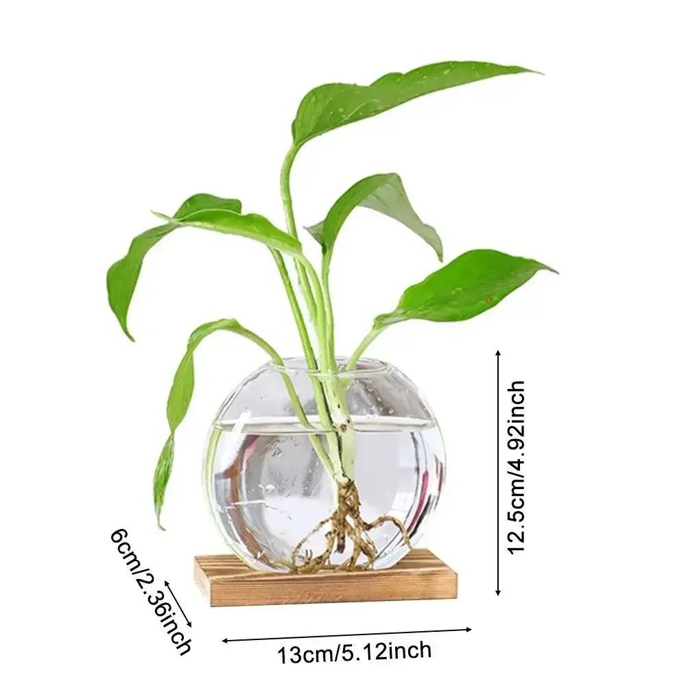 DecorBites transparent spherical glass vase with wooden base holding green plant for avocado seed starter use