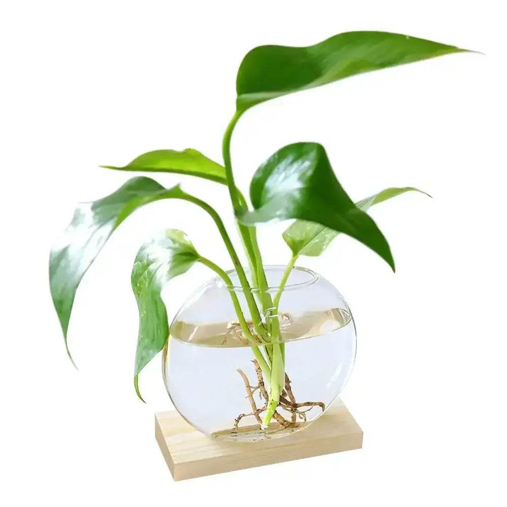 DecorBites™ transparent glass avocado seed starter vase with wooden base holding a green plant in clear water