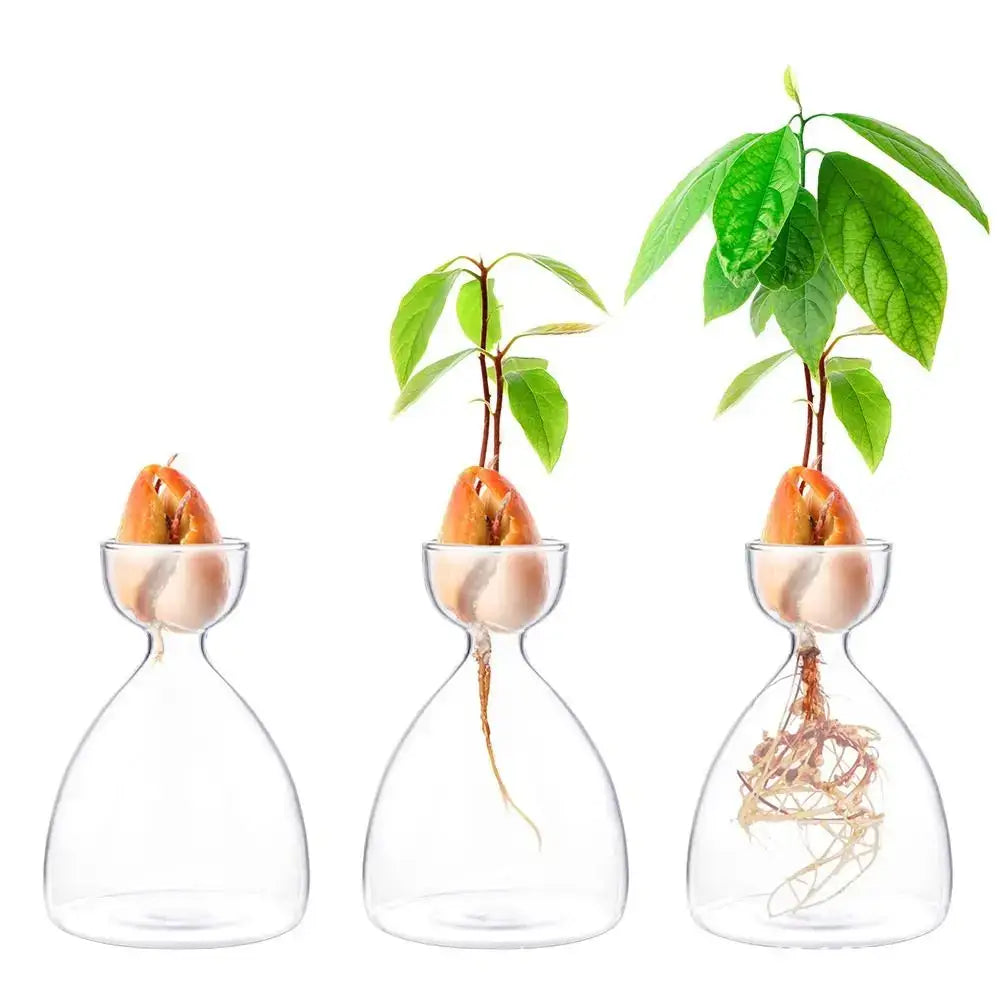 Decorbites transparent glass avocado seed starter vases showing green leaves and visible roots for seed starter use