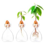 Decorbites transparent glass avocado seed starter vases showing green leaves and visible roots for seed starter use