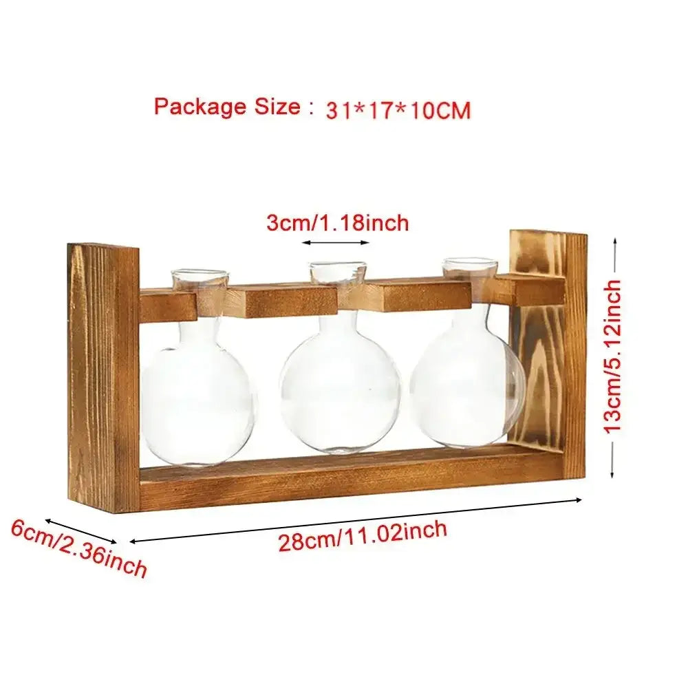 Wooden frame holding three clear glass DecorBites transparent avocado seed starter vases with rounded bodies and narrow necks
