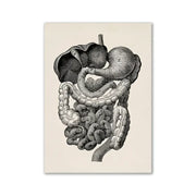Decorbites™ vintage anatomy artwork canvas featuring detailed black and white human digestive system illustration on canvas