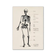 DecorBites™ vintage anatomy art print of anatomical skeleton on aged off-white paper in classic educational style