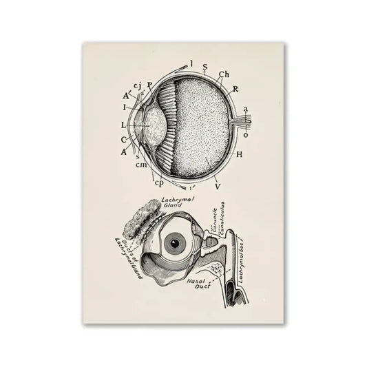 Decorbites™ vintage human anatomy canvas art print featuring black ink anatomical eye diagram on aged cream paper