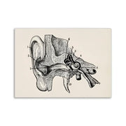Decorbites™ vintage anatomy canvas print featuring a black ink human ear anatomical illustration on beige background