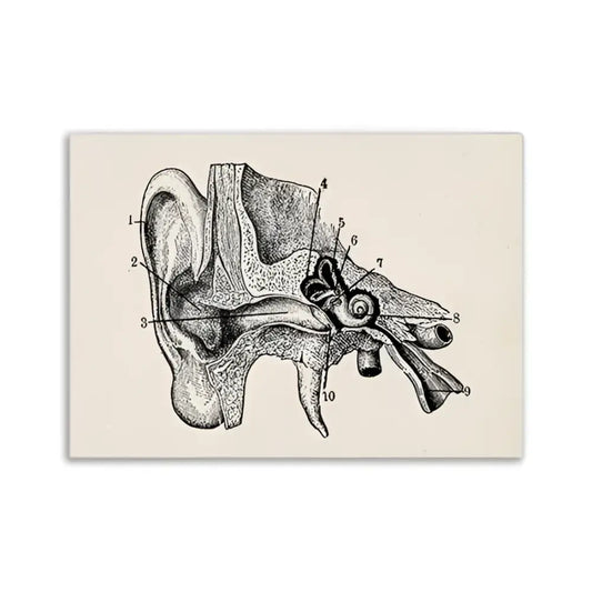 Decorbites™ vintage anatomy canvas print featuring a black ink human ear anatomical illustration on beige background