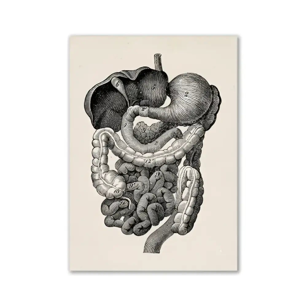 DecorBites™ canvas print featuring vintage human anatomy artwork of the digestive system in detailed black and white engraving