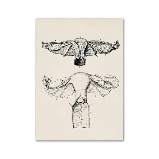 Decorbites™ vintage human anatomy canvas print featuring detailed black ink female reproductive system artwork on cream background
