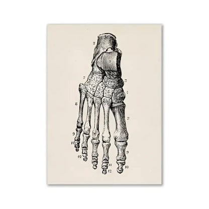 Anatomical illustration of a human foot skeleton on textured off-white paper vintage anatomy poster by DecorBites