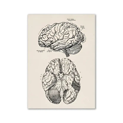 Anatomical brain illustration print black ink on cream vintage anatomy poster from decorbites™ for education and art