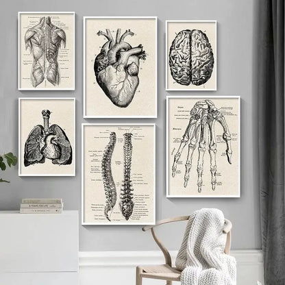 Set of six framed vintage anatomy posters featuring detailed black-and-white human anatomy artwork by decorbites