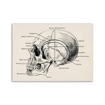 Anatomical skull diagram print with labeled bone landmarks on beige background vintage human anatomy artwork poster