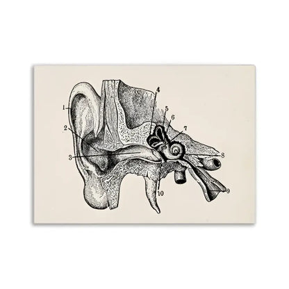 Anatomical illustration of the human ear with labeled parts in black ink on beige vintage human anatomy canvas print