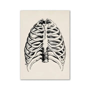 DecorBites vintage human anatomy canvas art print featuring black ink line art of a human ribcage on off-white paper