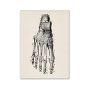 Anatomical illustration print of a human foot skeleton on textured off-white paper vintage human anatomy canvas art print