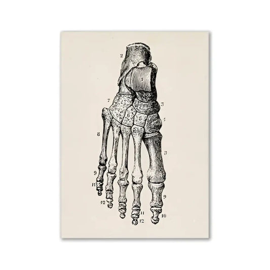 Anatomical illustration print of a human foot skeleton on textured off-white paper vintage human anatomy canvas art print
