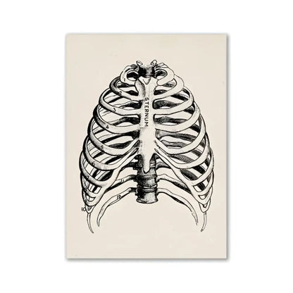 DecorBites™ vintage human anatomy canvas art print featuring black ink ribcage illustration on off-white paper
